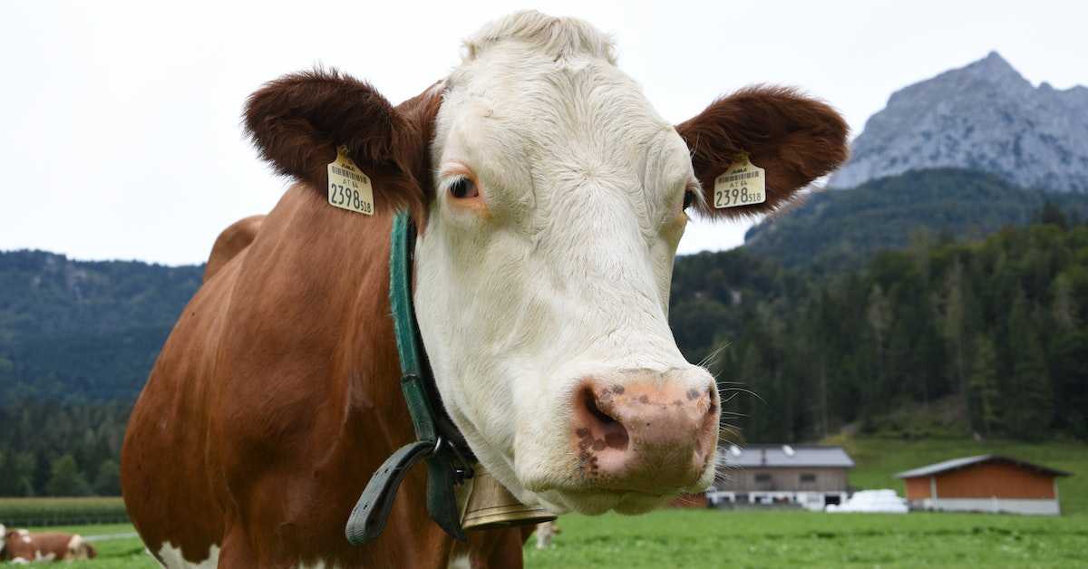 İnek
