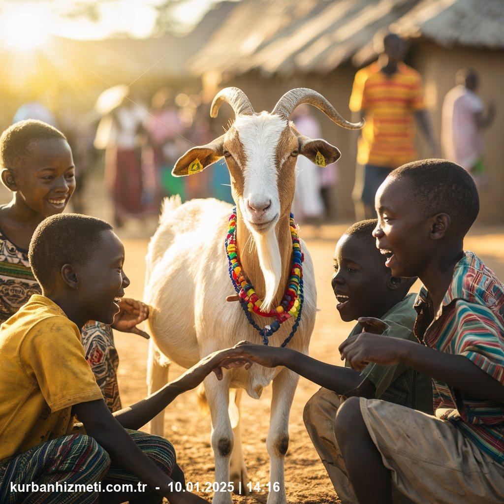 kurban hisse fiyatları afrika